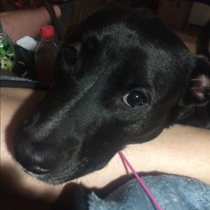 Meet your Posher, Hunter